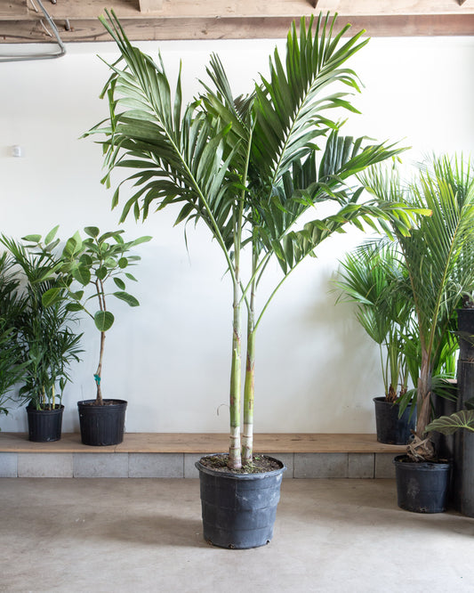 Christmas Palm: Adonidia merrillii - 17 inch pot - 6.5-7+ foot tall