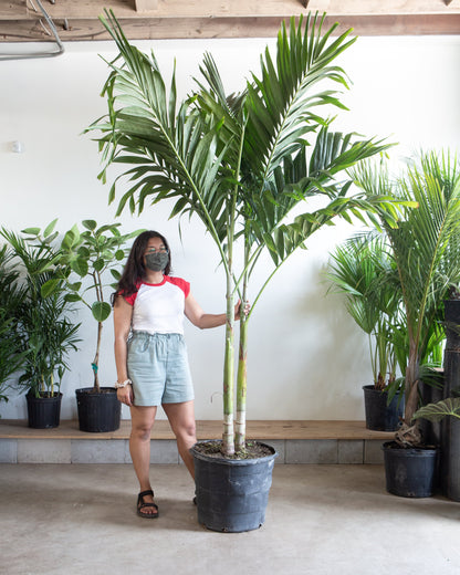 Christmas Palm: Adonidia merrillii - 17 inch pot - 6.5-7+ foot tall