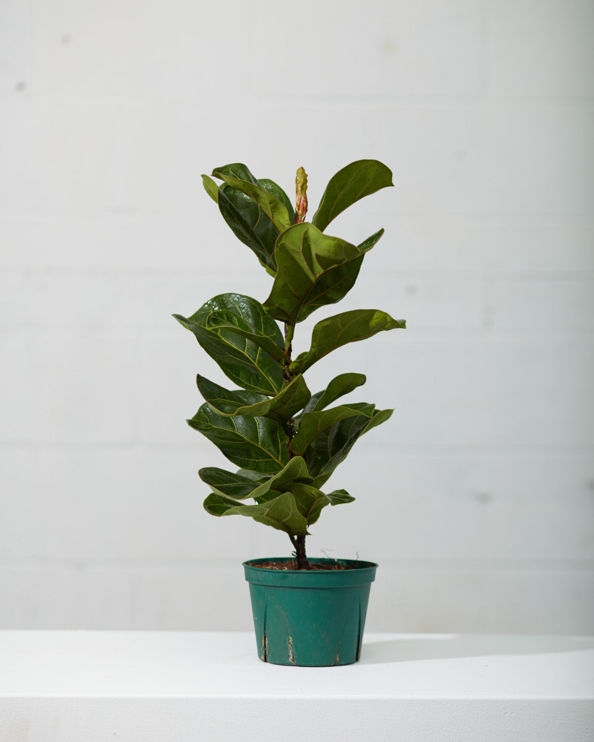 Small Leaf Fiddle Leaf Fig: Ficus lyrata 'Bambino' - 6 inch pot