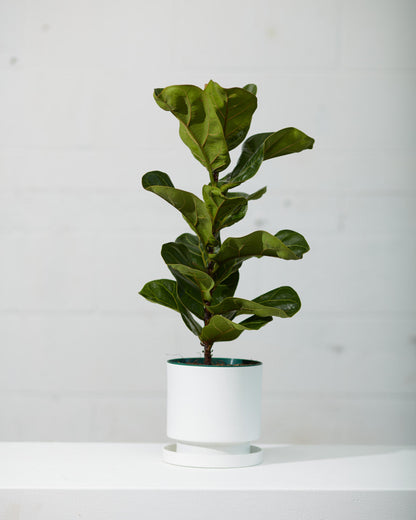 Small Leaf Fiddle Leaf Fig: Ficus lyrata 'Bambino' - 6 inch pot