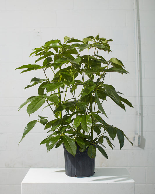 Amate Umbrella Tree: Schefflera actinophylla - 10 inch pot - 4-4.5 foot tall — indoor plant — indoor plant for sale by Promise Supply for delivery and pickup in Toronto.