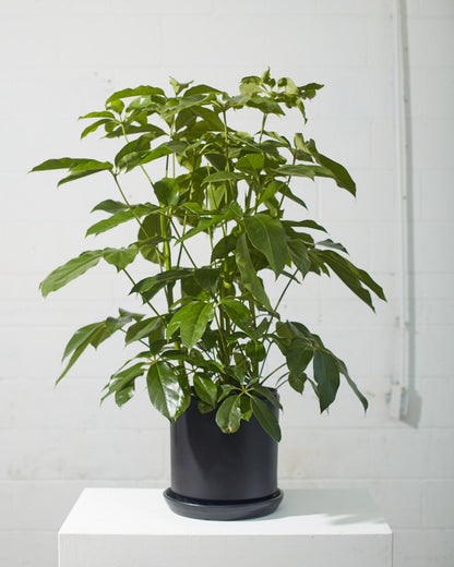 Amate Umbrella Tree: Schefflera actinophylla - 10 inch pot - 4-4.5 foot tall — indoor plant — indoor plant for sale by Promise Supply for delivery and pickup in Toronto.