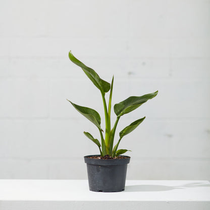 White Bird of Paradise: Strelitzia nicolai - 6 inch pot