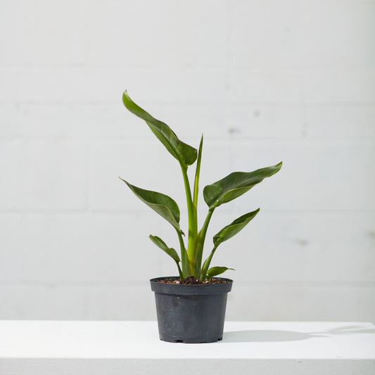 White Bird of Paradise: Strelitzia nicolai - 6 inch pot