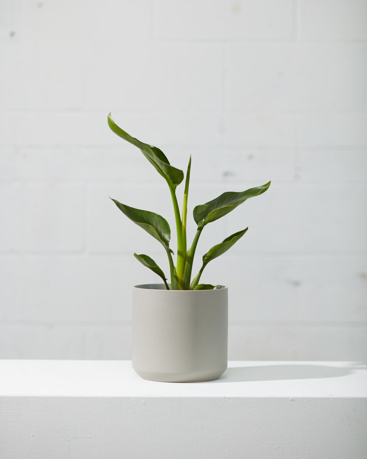 White Bird of Paradise: Strelitzia nicolai - 6 inch pot