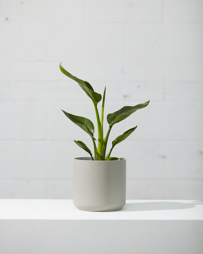 White Bird of Paradise: Strelitzia nicolai - 6 inch pot