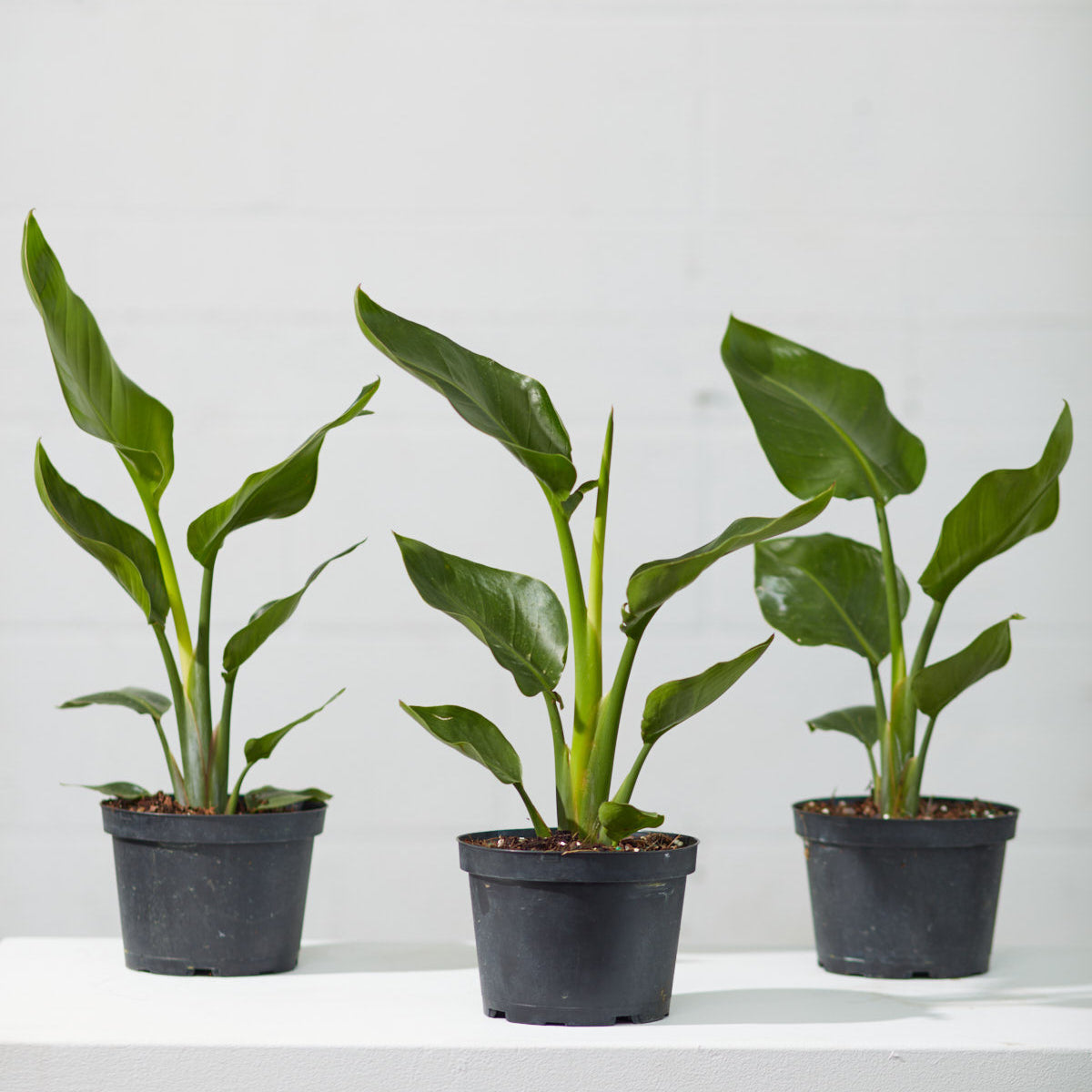 White Bird of Paradise: Strelitzia nicolai - 6 inch pot