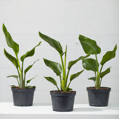 White Bird of Paradise: Strelitzia nicolai - 6 inch pot