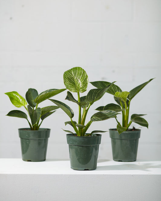 Birkin Plant: Philodendron - 4 inch pot