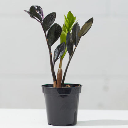 Black ZZ Plant: Zamioculcas zamiifolia 'Raven' - 4 inch pot