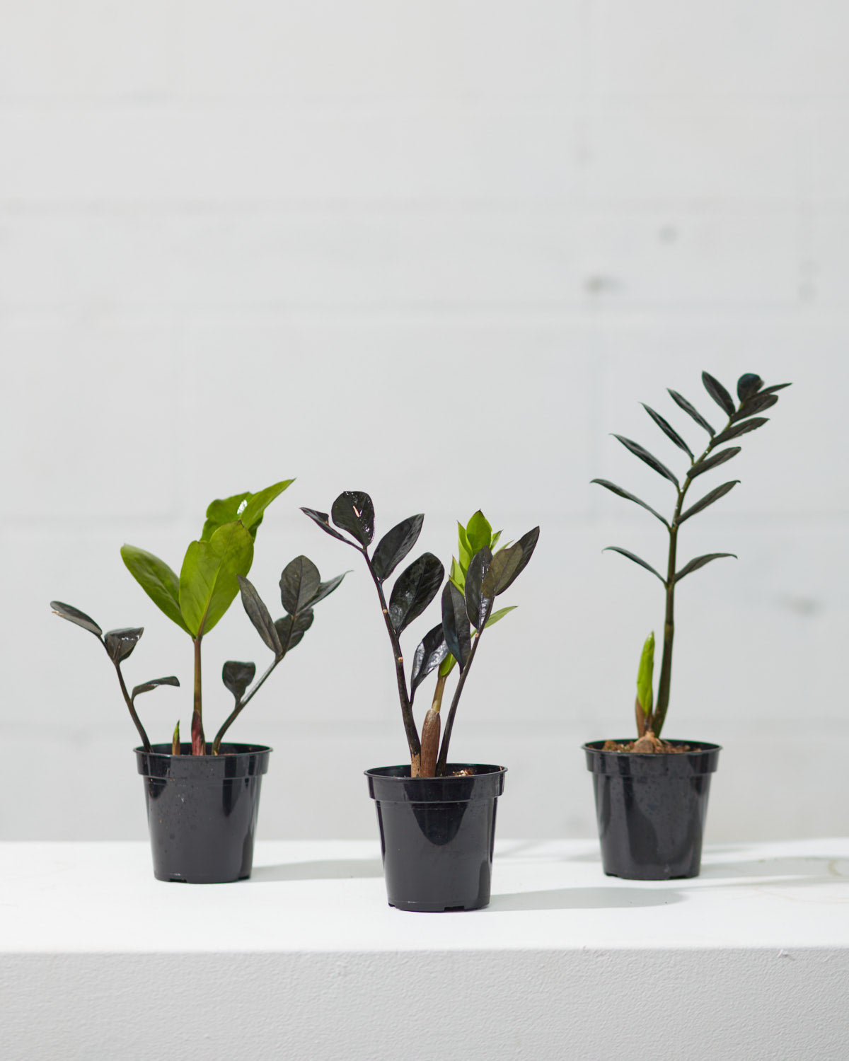 Black ZZ Plant: Zamioculcas zamiifolia 'Raven' - 4 inch pot