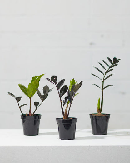 Black ZZ Plant: Zamioculcas zamiifolia 'Raven' - 4 inch pot
