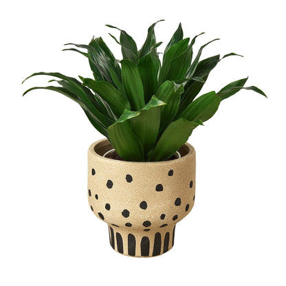 Janet Craig: Dracaena fragrans 'Compacta' - 4 inch pot
