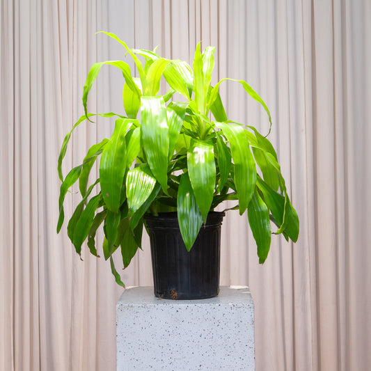 Neon Cane Bush: Dracaena fragrans 'Limelight' - 8 inch pot - 2 foot tall