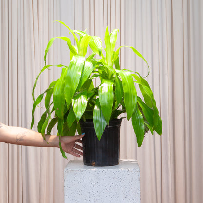 Neon Cane Bush: Dracaena fragrans 'Limelight' - 8 inch pot - 2 foot tall