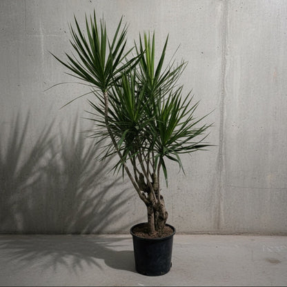 Specimen unique dracaena marginata dragon tree 