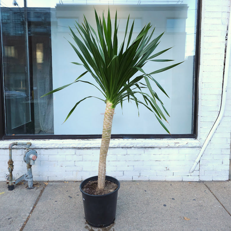 Dracaena Tree: Dracaena arborea - 14 inch pot - 4-6 foot tall