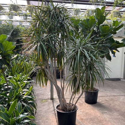 Dragon Tree Dracaena Specimen plant in a greenhouse setting with other plants around