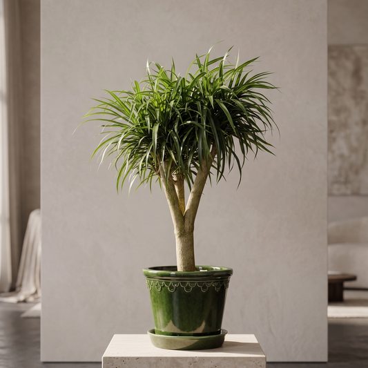 Dracaena Medusa Song of Jamaica Sump in Bergs Petter Planter