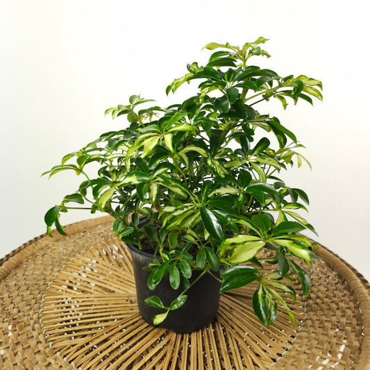 Dwarf Variegated Umbrella Tree Bonsai: Schefflera arboricola 'Capella' - 6 inch pot