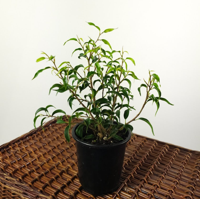 Dwarf Weeping Fig Tree: Ficus benjamina 'Little Leaf' - 4 inch pot