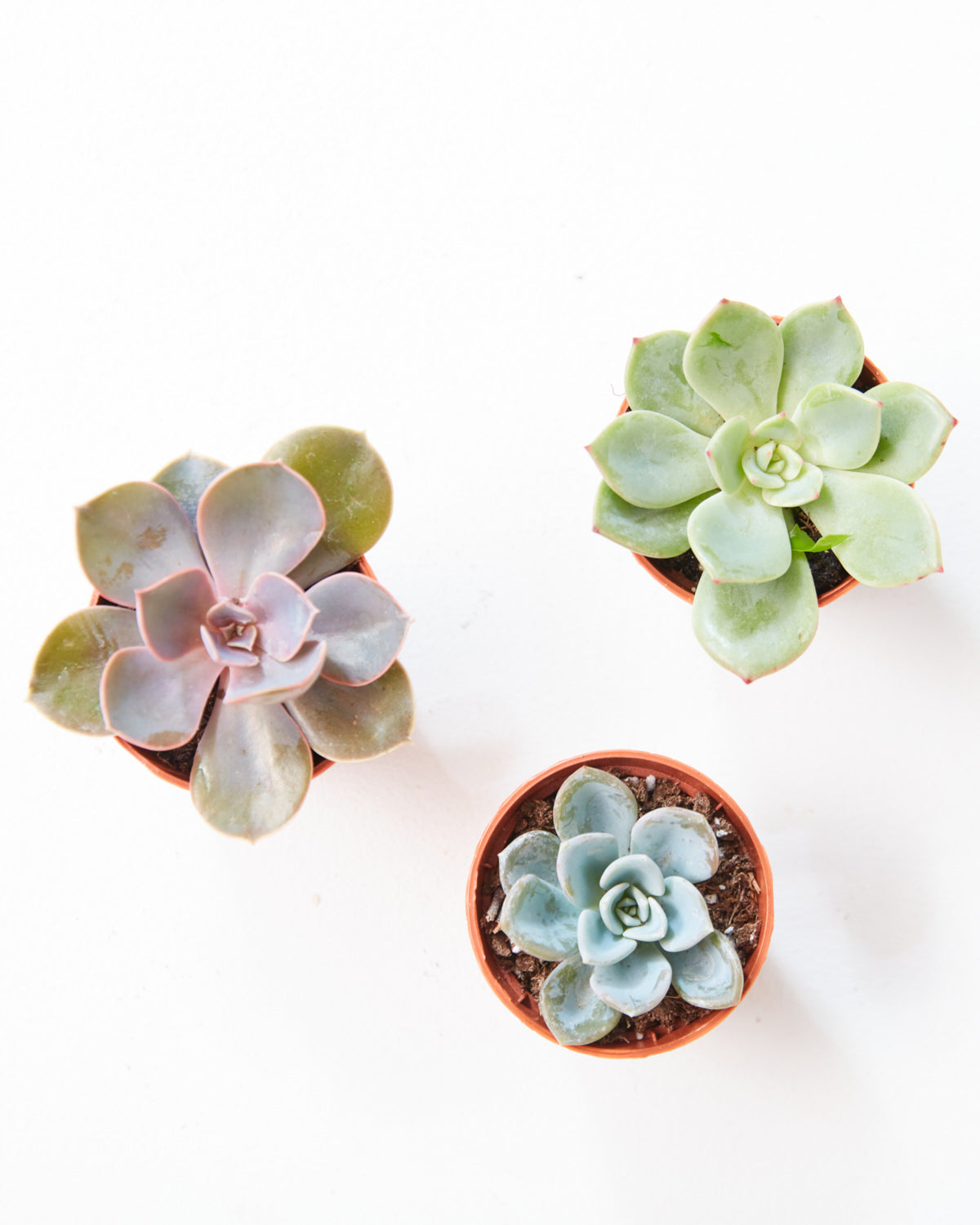 Assorted Succulents - 2.5 inch pot