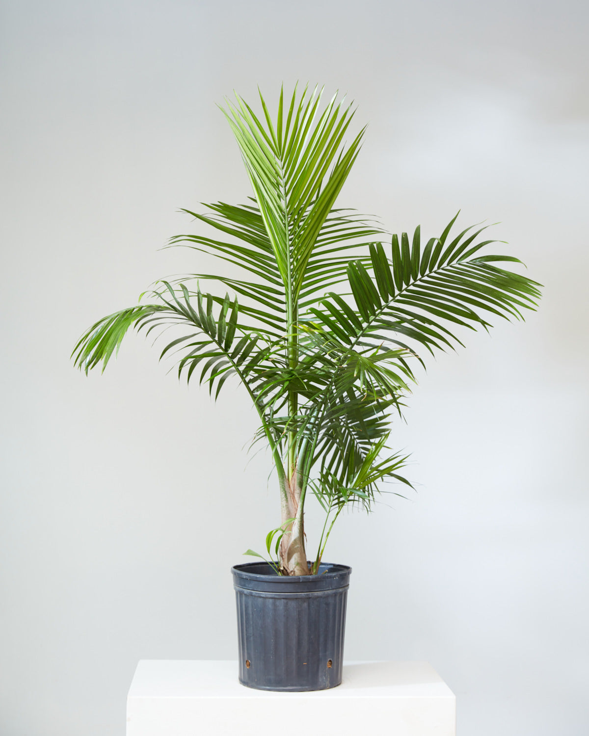 Majesty Palm: Ravenea rivularis | Patio Palm - 10 inch pot - 3-4 foot tall