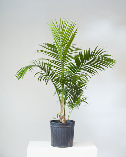 Majesty Palm: Ravenea rivularis | Patio Palm - 10 inch pot - 3-4 foot tall