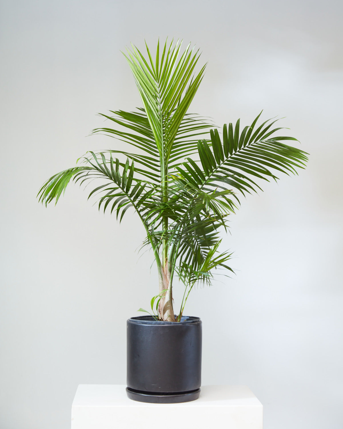 Majesty Palm: Ravenea rivularis | Patio Palm - 10 inch pot - 3-4 foot tall