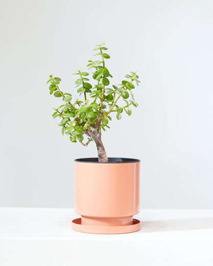 Elephant Bush Jade Bonsai: Portulacaria afra - 6 inch pot