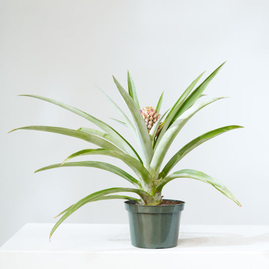 Pineapple Plant: Ananas ananassoides - 6 inch pot