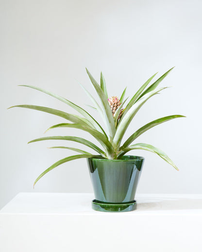 Pineapple Plant: Ananas ananassoides - 6 inch pot