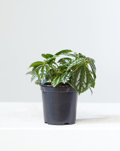 Aluminum Plant: Pilea cadierei - 4 inch pot