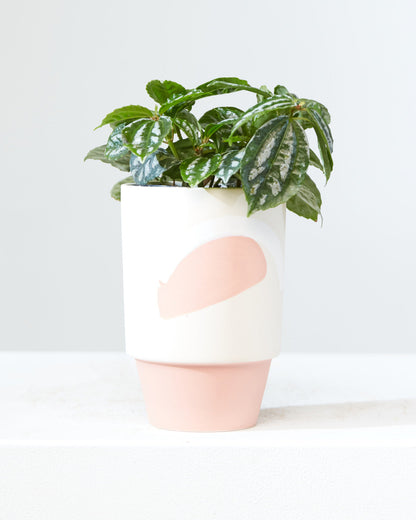 Aluminum Plant: Pilea cadierei - 4 inch pot