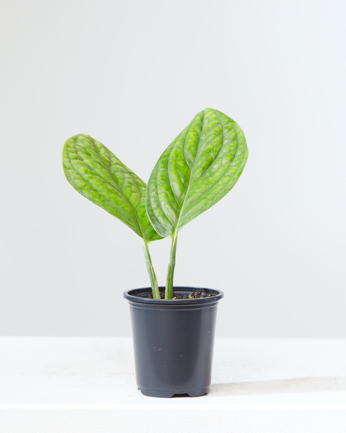 Monstera Peru: Monstera karstenianum - 4 inch pot — indoor plant — indoor plant for sale by Promise Supply for delivery and pickup in Toronto.