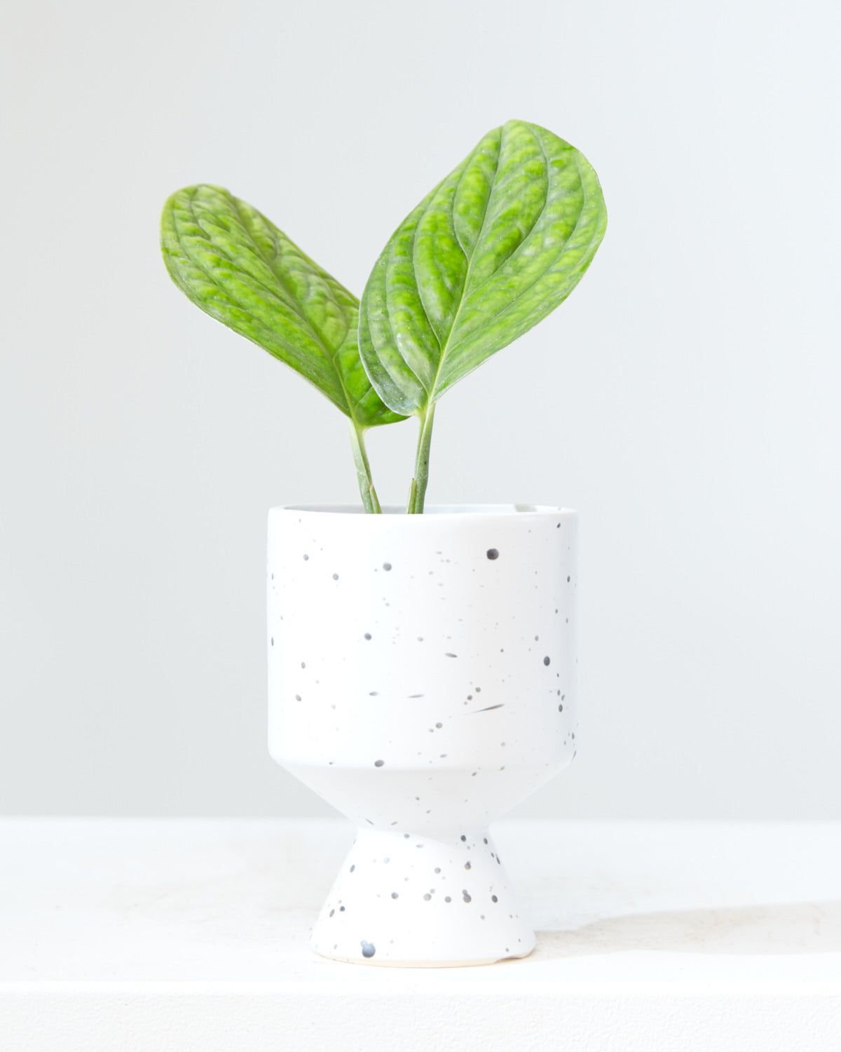 Monstera Peru: Monstera karstenianum - 4 inch pot — indoor plant — indoor plant for sale by Promise Supply for delivery and pickup in Toronto.