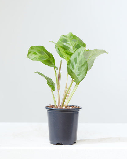 Rabbit Foot Prayer Plant: Maranta leuconeura - 4 inch pot