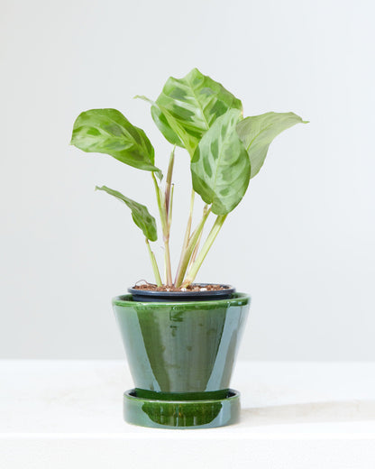 Rabbit Foot Prayer Plant: Maranta leuconeura - 4 inch pot
