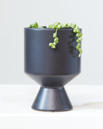 Variegated String of Pearls: Curio rowleyanus - 4 inch pot — indoor plant — indoor plant for sale by Promise Supply for delivery and pickup in Toronto.