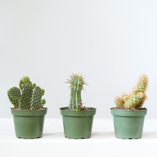 Assorted Cactus - 4 inch pot — indoor plant — indoor plant for sale by Promise Supply for delivery and pickup in Toronto.