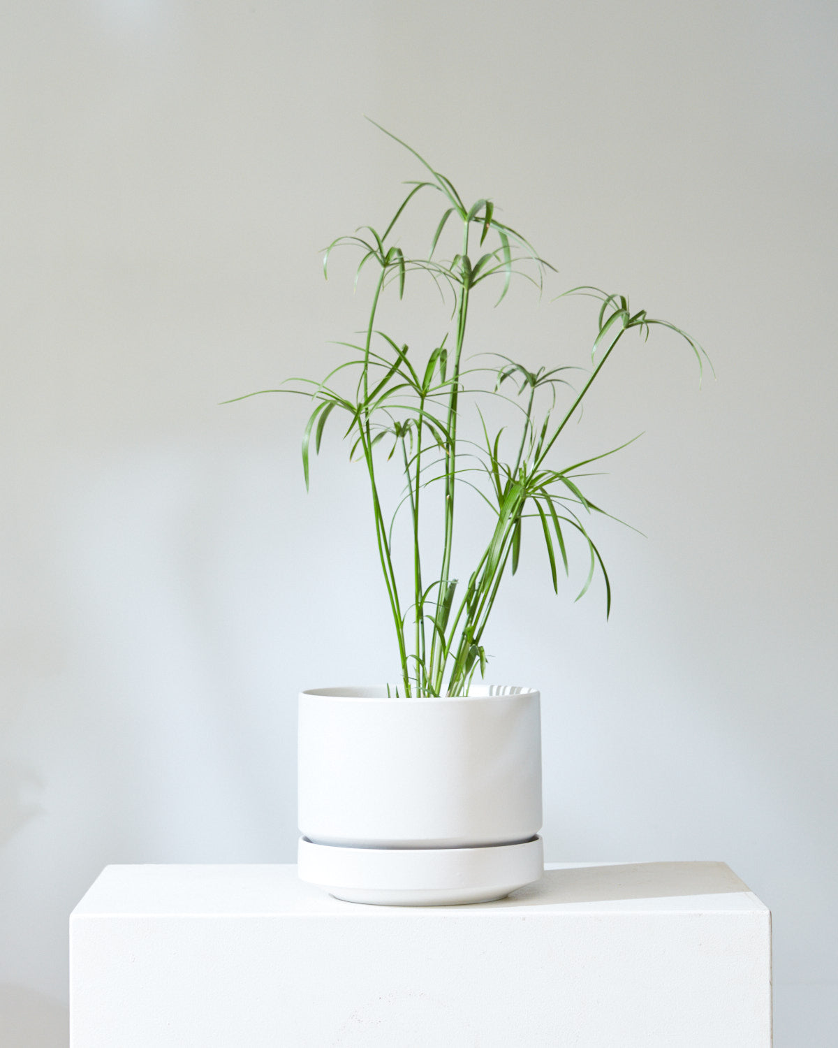 Round Two Ceramic Planter with Drainage and Tray | 8 inch Diameter