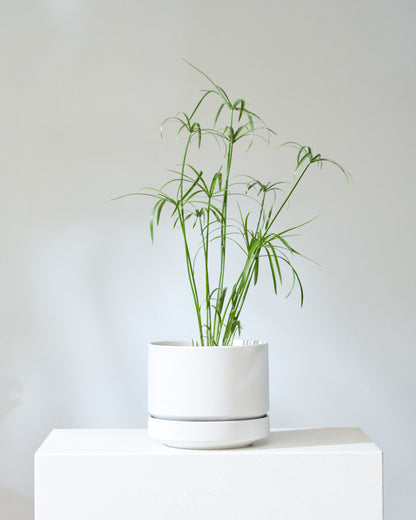 Round Two Ceramic Planter with Drainage and Tray | 8 inch Diameter