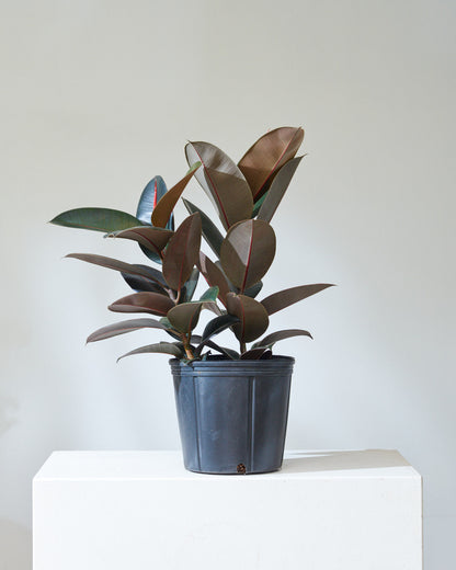 Burgundy Rubber Bush: Ficus elastica - 10 inch pot - 2.5-3 foot tall