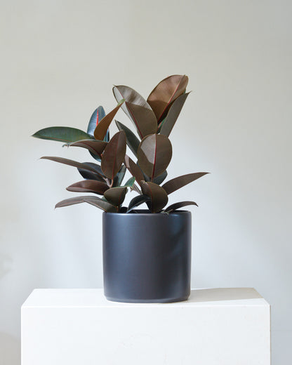 Burgundy Rubber Bush: Ficus elastica - 10 inch pot - 2.5-3 foot tall
