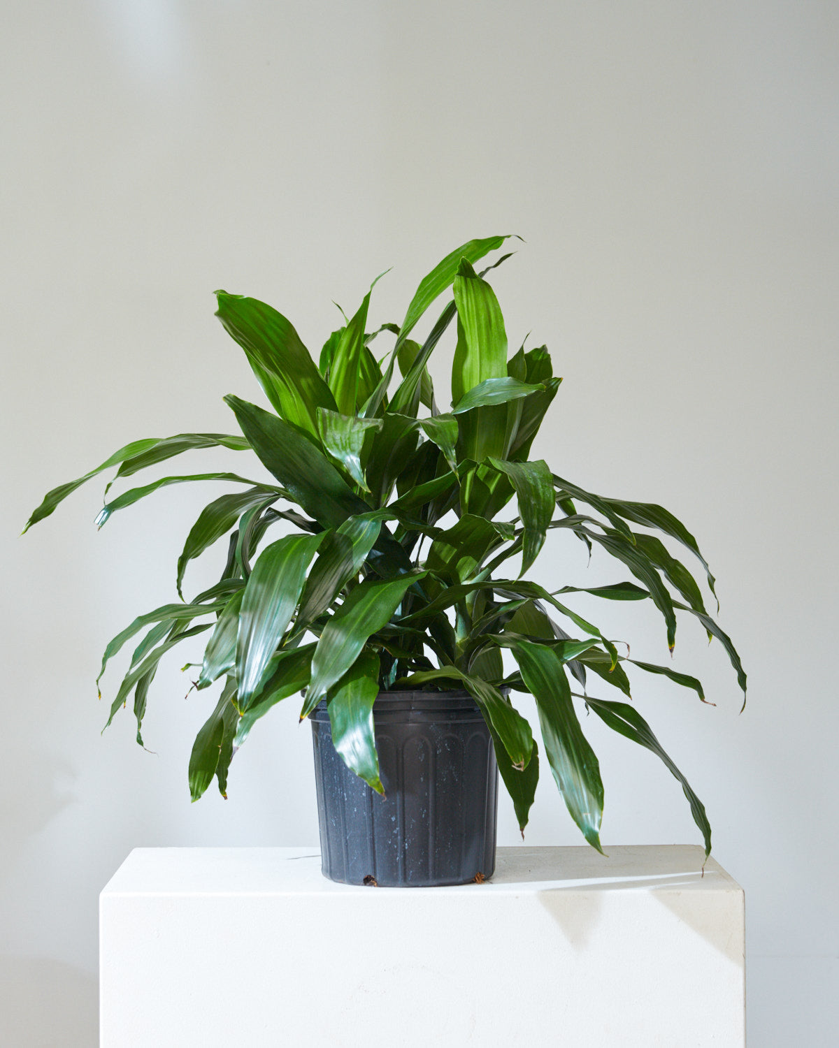 Elegance Cane Bush: Dracaena fragrans 'Lisa' - 10 inch pot - 2-3 foot tall — indoor plant — indoor plant for sale by Promise Supply for delivery and pickup in Toronto.