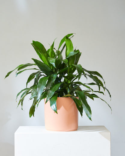 Elegance Cane Bush: Dracaena fragrans 'Lisa' - 10 inch pot - 2-3 foot tall — indoor plant — indoor plant for sale by Promise Supply for delivery and pickup in Toronto.