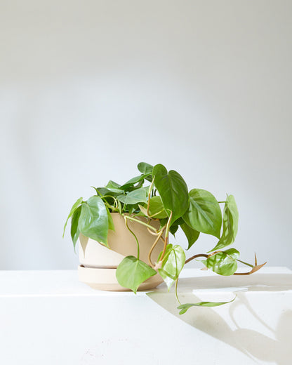 Heart Leaf: Philodendron cordatum - 6 inch pot — indoor plant — indoor plant for sale by Promise Supply for delivery and pickup in Toronto.