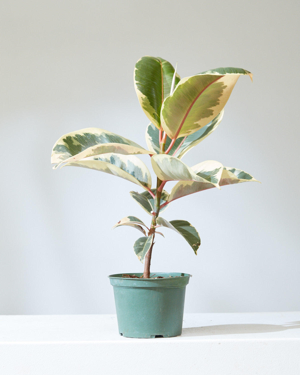 Tineke Rubber Plant: Ficus elastica - 6 inch pot