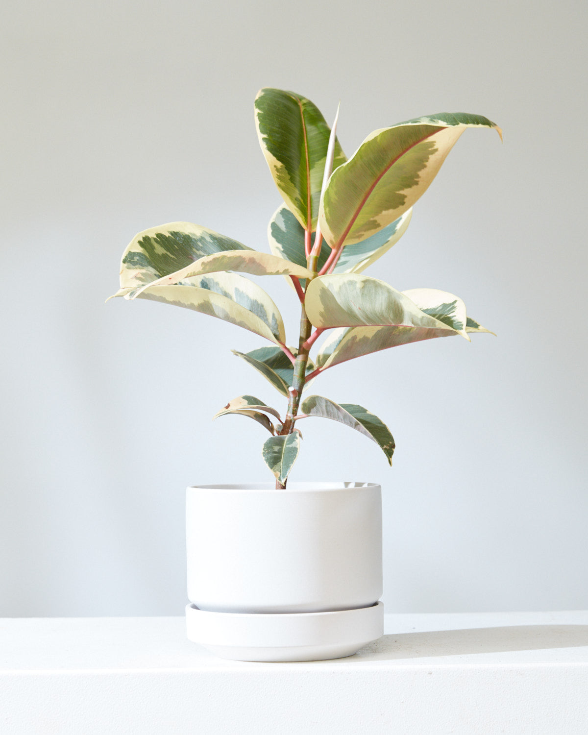 Tineke Rubber Plant: Ficus elastica - 6 inch pot