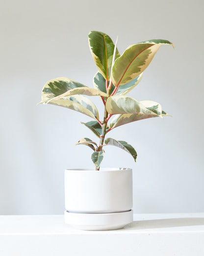 Tineke Rubber Plant: Ficus elastica - 6 inch pot